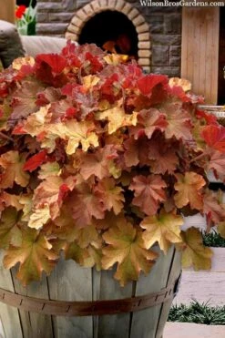Caramel Heuchera (Villosa Hybrid) - 5 Pack Of Quart Pots