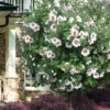 Morning Star Rose Of Sharon (Single Trunk Tree) - 7 Gallon Pot (3-4') -Outlet Drip Mingle Store hibiscus syriacus morning star rose of sharon tree 1