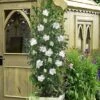 White Pillar Rose Of Sharon - 2 Gallon Pot 1 White Pillar Rose Of Sharon - 2 Gallon Pot -Outlet Drip Mingle Store hibiscus syriacus white pillar rose of sharon 21