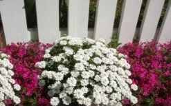Alexander's White Candy Tuft (Iberis) - 1 Gallon Pot -Outlet Drip Mingle Store iberis sempervirens alexanders white 3