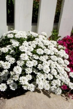 Alexander's White Candy Tuft (Iberis) - 1 Gallon Pot -Outlet Drip Mingle Store iberis sempervirens alexanders white 4