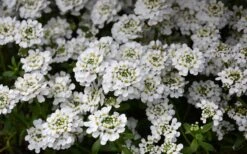 Snowflake Candy Tuft - 1 Gallon Pot -Outlet Drip Mingle Store iberis sempervirens snowflake candytuft 1 1