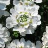 Snowflake Candy Tuft - 1 Gallon Pot 1 Snowflake Candy Tuft - 1 Gallon Pot -Outlet Drip Mingle Store iberis sempervirens snowflake candytuft 2