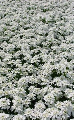 Snowflake Candy Tuft - 1 Gallon Pot -Outlet Drip Mingle Store iberis sempervirens snowflake candytuft 3 1