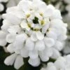 Snowsation Candytuft - 1 Gallon Pot -Outlet Drip Mingle Store iberis snowsation candytuft 1