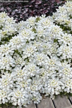 Snowsation Candytuft - 1 Gallon Pot -Outlet Drip Mingle Store iberis snowsation candytuft 2