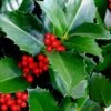 Emily Bruner Pyramidal Holly - 7 Gallon Pot (4-5') -Outlet Drip Mingle Store ilex emily bruner holly tree 102