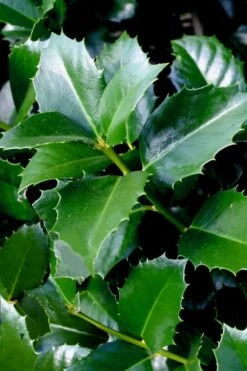 Emily Bruner Pyramidal Holly - 7 Gallon Pot (4-5') -Outlet Drip Mingle Store ilex emily bruner holly tree 103