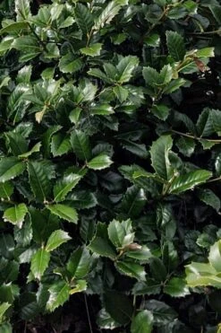 Emily Bruner Pyramidal Holly - 7 Gallon Pot (4-5') -Outlet Drip Mingle Store ilex emily bruner holly tree 104