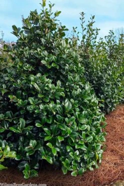 Emily Bruner Pyramidal Holly - 7 Gallon Pot (4-5') -Outlet Drip Mingle Store ilex emily bruner holly tree 105