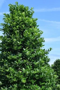 Nellie R. Stevens Holly - 3 Gallon Pot -Outlet Drip Mingle Store ilex nellie r stephens holly tree 1 2