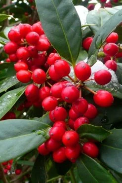 Nellie R. Stevens Holly - 3 Gallon Pot -Outlet Drip Mingle Store ilex nellie r stevens holly tree berries 11 2
