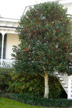 Nellie R. Stevens Holly - 7 Gallon Pot (3-4') -Outlet Drip Mingle Store ilex nellie r stevens holly tree berries tree 12