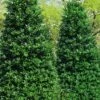 Nellie R. Stevens Holly - 6 Pack Of 1 Gallon Pots -Outlet Drip Mingle Store ilex nellie r stevens holly tree berries tree 13 1