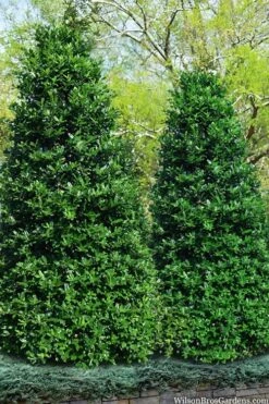 Nellie R. Stevens Holly - 6 Pack Of 1 Gallon Pots