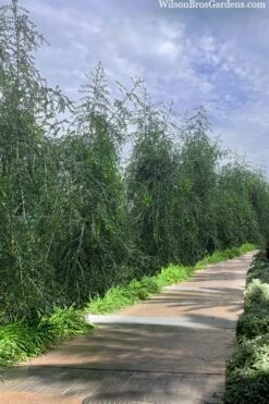 Weeping Yaupon Holly (Ilex Vomitoria 'Pendula') - 7 Gallon Pot (4-5') -Outlet Drip Mingle Store ilex vomitoria pendula weeping yaupon holly berries 3 1