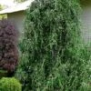 Weeping Yaupon Holly (Ilex Vomitoria 'Pendula') - 7 Gallon Pot (7-8') -Outlet Drip Mingle Store ilex vomitoria pendula weeping yaupon holly tree 4