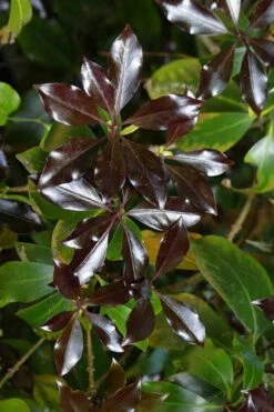 Purple Glaze Star Japanese Anise (Illicium Anisatum 'Muraski No Sato') - 3 Gallon Pot 21 Purple Glaze Star Japanese Anise (Illicium Anisatum 'Muraski No Sato') - 3 Gallon Pot -Outlet Drip Mingle Store illicium anisatum murasake no sato purple glaze 5