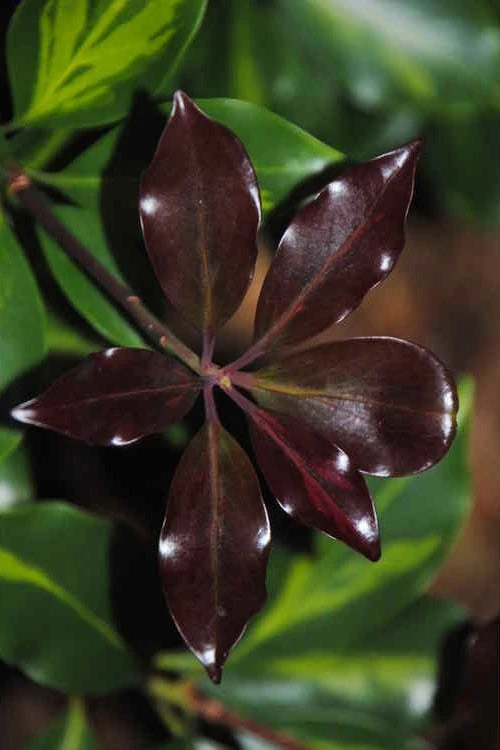 Purple Glaze Star Japanese Anise (Illicium Anisatum 'Muraski No Sato') - 3 Gallon Pot 11 Purple Glaze Star Japanese Anise (Illicium Anisatum 'Muraski No Sato') - 3 Gallon Pot - Image 9
