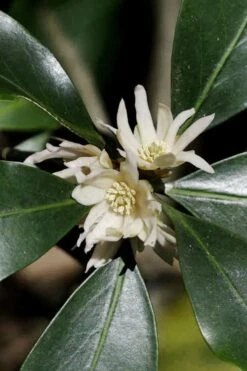 Purple Glaze Star Japanese Anise (Illicium Anisatum 'Muraski No Sato') - 3 Gallon Pot 17 Purple Glaze Star Japanese Anise (Illicium Anisatum 'Muraski No Sato') - 3 Gallon Pot -Outlet Drip Mingle Store illicium anisatum murasake no sato purple glaze 9