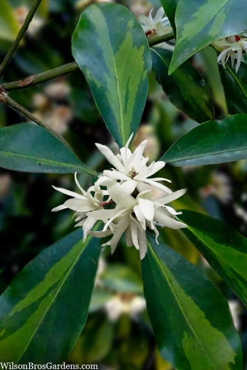 Purple Glaze Star Japanese Anise (Illicium Anisatum 'Muraski No Sato') - 3 Gallon Pot 9 Purple Glaze Star Japanese Anise (Illicium Anisatum 'Muraski No Sato') - 3 Gallon Pot - Image 7