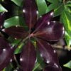 Purple Glaze Star Japanese Anise (Illicium Anisatum 'Muraski No Sato') - 3 Gallon Pot -Outlet Drip Mingle Store illicium anisatum purple glaze 8