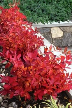 Scentlandia Sweetspire (Itea Virginica) - 3 Gallon Pot -Outlet Drip Mingle Store itea virginica scentlandia virginia sweetspire 7