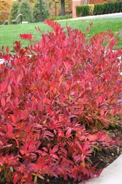 Virginia Sweetspire (Itea Virginica) - 3 Gallon Pot -Outlet Drip Mingle Store itea virginica virginia sweetspire 14 1