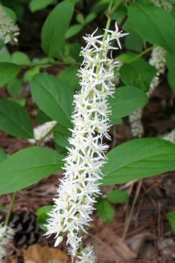 Virginia Sweetspire (Itea Virginica) - 3 Gallon Pot -Outlet Drip Mingle Store itea virginica virginia sweetspire 7 1