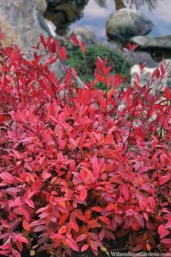 Virginia Sweetspire (Itea Virginica) - 3 Gallon Pot -Outlet Drip Mingle Store itea virginica virginia sweetspire 8 1