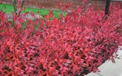 Virginia Sweetspire (Itea Virginica) - 3 Gallon Pot -Outlet Drip Mingle Store itea virginica virginia sweetspire 9 1