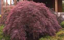 Crimson Queen Dwarf Japanese Maple (High Graft Tree Form) - 1 Gallon Pot 12 Crimson Queen Dwarf Japanese Maple (High Graft Tree Form) - 1 Gallon Pot -Outlet Drip Mingle Store ja panese Maple Crimson Queen 50