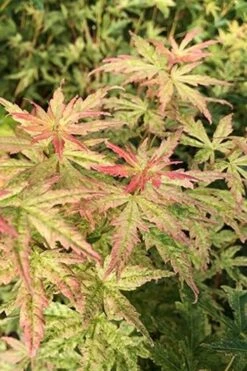 Radiant Variegated Japanese Maple - 5 Gallon Pot -Outlet Drip Mingle Store japanese Maple Radiant 7