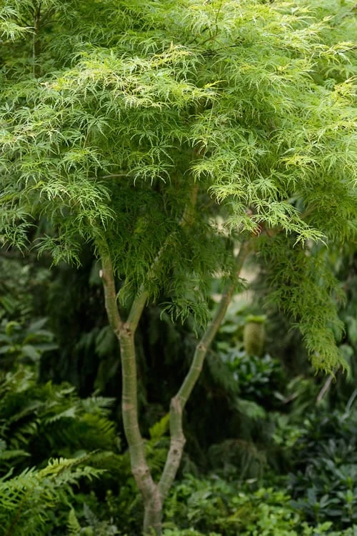 Seiryu Japanese Maple - 5 Gallon Pot 3 Seiryu Japanese Maple - 5 Gallon Pot