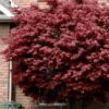 Bloodgood Red Leaf Japanese Maple - 1 Gallon Pot -Outlet Drip Mingle Store japanese maple bloodgood 10