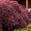 Crimson Queen Dwarf Japanese Maple - 1 Gallon Pot -Outlet Drip Mingle Store japanese maple crimson queen 24 2