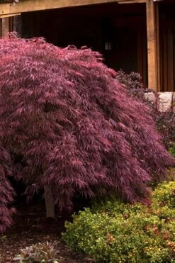 Crimson Queen Dwarf Japanese Maple - 5 Gallon Pot