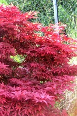 Fireglow Red Leaf Japanese Maple - 5 Gallon Pot (3-4') -Outlet Drip Mingle Store japanese maple fireglow 11 3