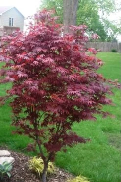 Fireglow Red Leaf Japanese Maple - 5 Gallon Pot (4-4.5') -Outlet Drip Mingle Store japanese maple fireglow 12 4