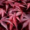Fireglow Red Leaf Japanese Maple - 5 Gallon Pot (4-4.5')