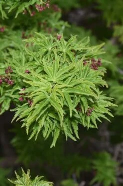 Lions Head Japanese Maple - Acer Palmatum 'Shishigashira' - 1 Gallon Pot 16 Lions Head Japanese Maple - Acer Palmatum 'Shishigashira' - 1 Gallon Pot -Outlet Drip Mingle Store japanese maple lions head shishigashira 1 1