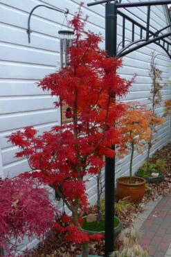 Lions Head Japanese Maple - Acer Palmatum 'Shishigashira' - 5 Gallon Pot -Outlet Drip Mingle Store japanese maple lions head shishigashira 3