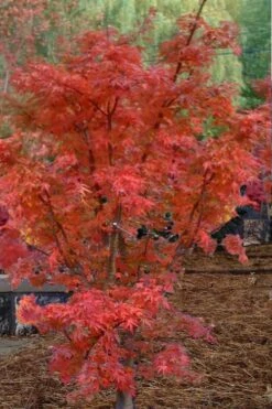 Lions Head Japanese Maple - Acer Palmatum 'Shishigashira' - 5 Gallon Pot -Outlet Drip Mingle Store japanese maple lions head shishigashira 4