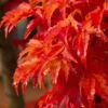 Lions Head Japanese Maple - Acer Palmatum 'Shishigashira' - 2 Gallon Pot -Outlet Drip Mingle Store japanese maple lions head shishigashira 5 4