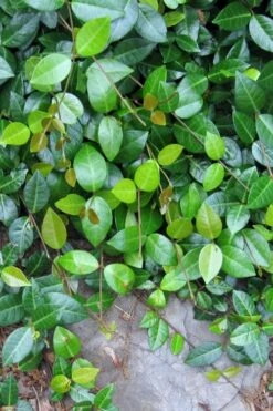 Asian Jasmine - Asiatic Jasmine - 18 Count Flat Of Pint Pots -Outlet Drip Mingle Store jasmine asian 10 1