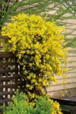 Carolina Yellow Jasmine (Jessamine) Gelsemium Sempervirens - 1 Gallon Pot 12 Carolina Yellow Jasmine (Jessamine) Gelsemium Sempervirens - 1 Gallon Pot -Outlet Drip Mingle Store jasmine carolina 21