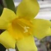 Carolina Yellow Jasmine (Jessamine) Gelsemium Sempervirens - 3 Gallon Pot -Outlet Drip Mingle Store jasmine carolina 22 1