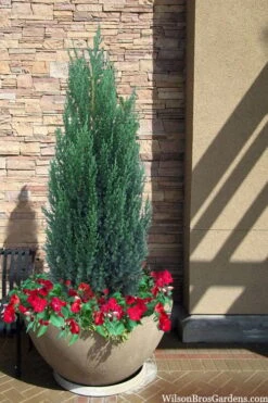 Blue Point Juniper - 3 Gallon Pot -Outlet Drip Mingle Store juniper blue point 21