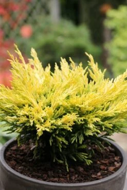 Limeglow Golden Andorra Compact Juniper - 3 Gallon Pot -Outlet Drip Mingle Store juniper horizontalis lime glow 23