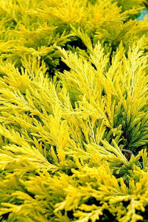 Limeglow Golden Andorra Compact Juniper - 6 Pack Of 1 Gallon Pots 3 Limeglow Golden Andorra Compact Juniper - 6 Pack Of 1 Gallon Pots